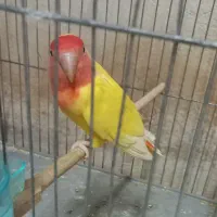 یک عدد طوطی برزیلی ماده بخون با قفس بزرگ و وسایل