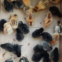جوجه گلین یه هفته ای