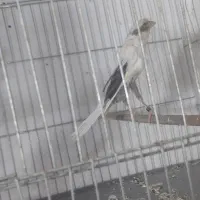 قناری ماده رسمی بلند