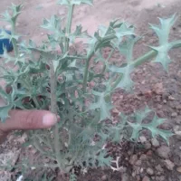 خارمشک کوهی