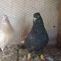 کبوتر دم سفید