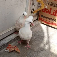 یک جفت جوجه طوقی