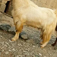 تروشت چاق و چله تمام دپ حراج