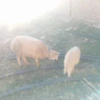 میش و بره