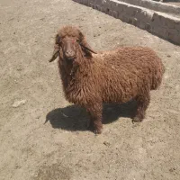 بره هرفی بزرگ