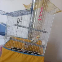 عروس هلندی