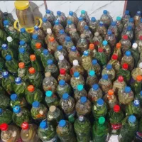 خیارشور تازه بومی گرمسیری