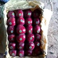 کار میدون تره بار