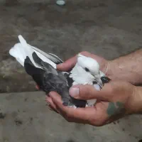 کبوتر  پرشی و خروس گردن گلابی