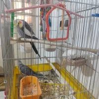 عروس هلندی