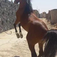 اسب|اسب و تجهیزات اسبسواری|برخوار, |دیوار