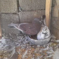 کــبــوتــر