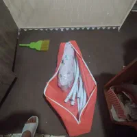 کتابخانه درختی، کالسکه، گازبچه و سه چرخه و بخاری
