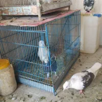 قفس وکفتر