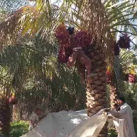 نیاز به کارگر برای فصل خرما