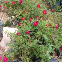 رز رونده و مینیاتور