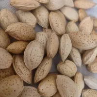بادام درختی تازه امسالی