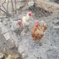 مرغ و خروس نژاد دار برهما و گلین