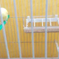قناری نر آواز خوان با قفس و کلیه امکانات