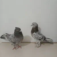 کبوتر پرشی