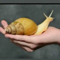 فروش حلزون زنده و سالم