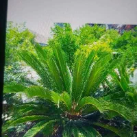سیکاس|گل و گیاه طبیعی|لاهیجان, قیام|دیوار