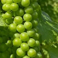 غوره محلی ترش