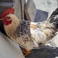 خروس ومرغ