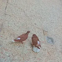 یک جفت سرخ دمسفید و طوقی خال سیاه نر