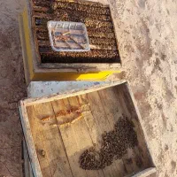 زنبور فروشی