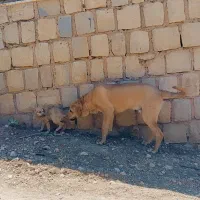 توله پژدر