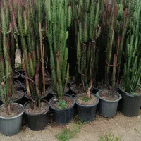 کاکتوس عمده