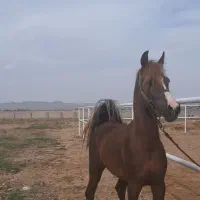 اسب