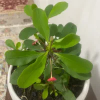 گل خانگی