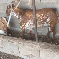 نری نقشی مخصوص بز