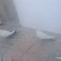 یک جفت کبوتر دمی نر و ماده