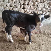 گاو و گوساله