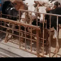 ۹راس گوساله ماده ۱۶۰کیلو