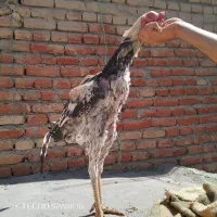 خوروس لاری اصیل