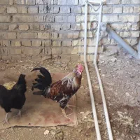 خروس گلین و مرغ تخم گذار