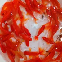 پخش ماهی کوی ردکپ گلدفیش قرمز تلسکوپی