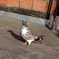 کفتر‌قاره