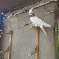 کفتر شهری بهبونی