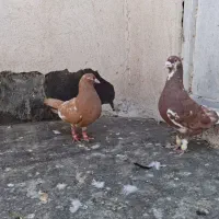 کفتر ابلغ سرخ