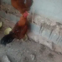 فروش مرغ و خروس