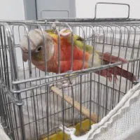 گرینچیگ گرین چیک نر بالغ سخنگو