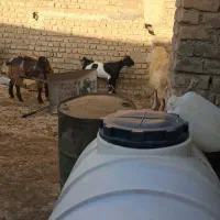 بزغاله