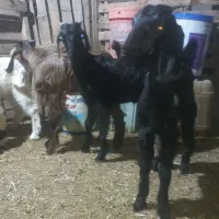 ۵تاکهره.دورگ پاکستانی لنگه دوقلو سه قلو دونه ۶۸۰۰