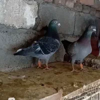 کبوتر المانی مسافتی