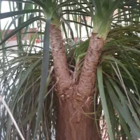 گل آپارتمانی لیندا